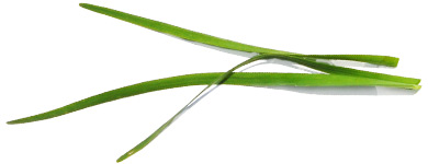 Bild von Lauchblättern