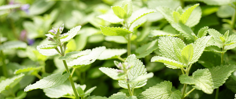 Junger Blattaustrieb