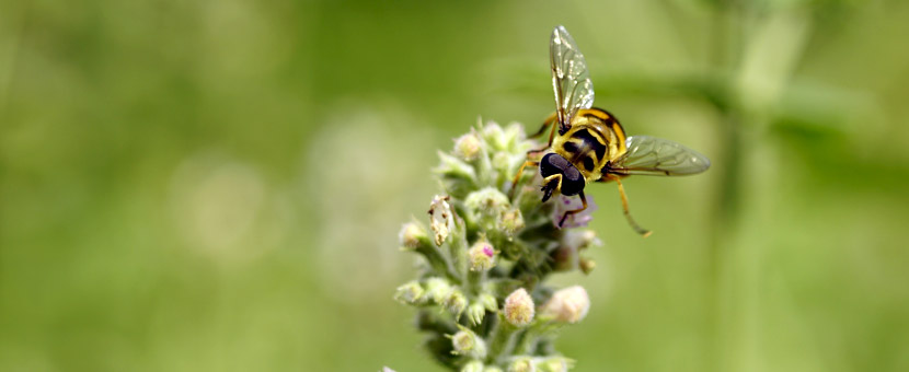 Schwebefliege an Blüte