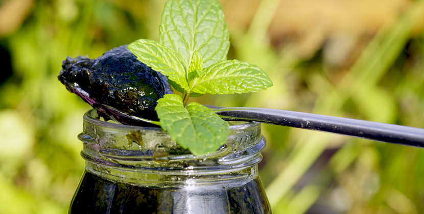 Minze Gelee auf Löffel