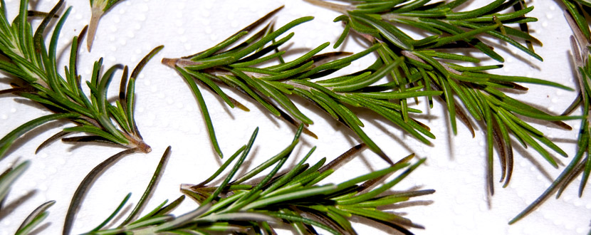 Rosmarin Zweige zum trocknen