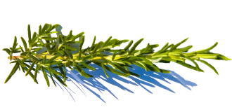 Bild von Rosmarinzweig
