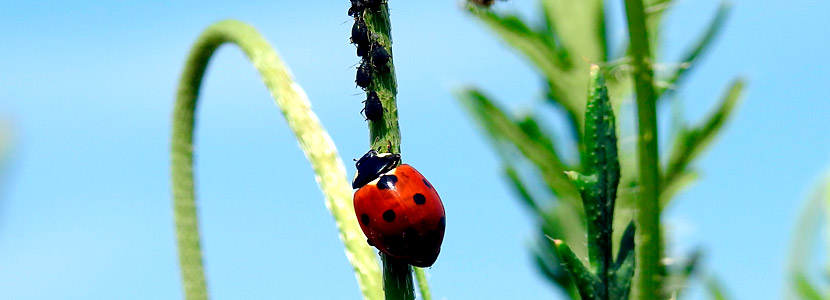 Marienkäfer und Blattläuse