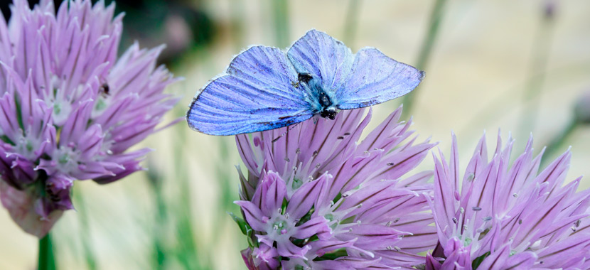 Schmetterling an Schnittlauchblüte