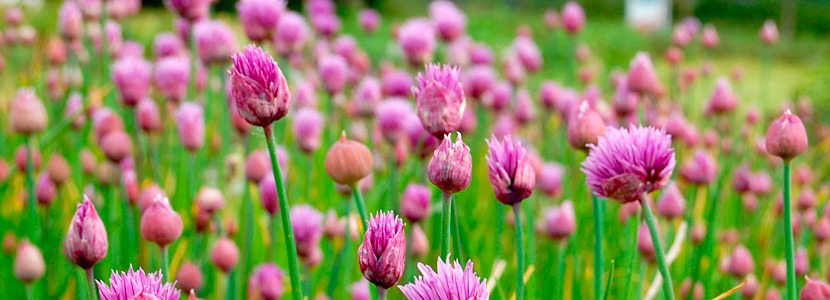 Schnittlauch Blüten