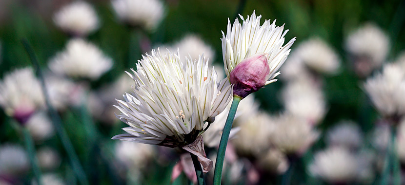Weißer Schnittlauch Blüte
