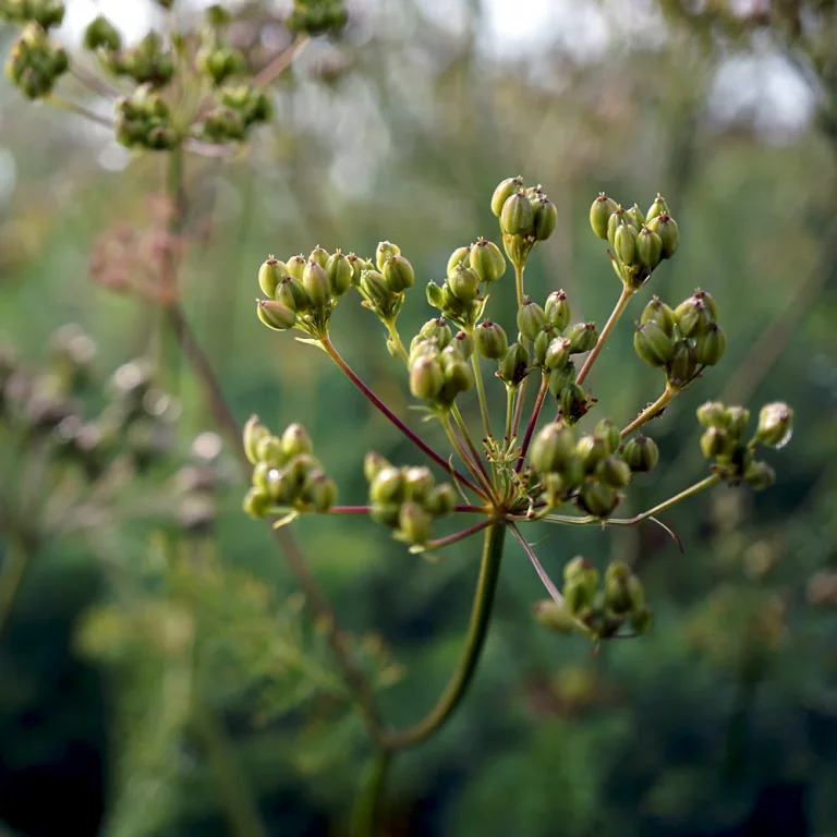Bärwurzsamen an Pflanze