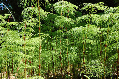 Admiral Brommy Statue