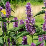 Anisagastache Samen – Bild 2