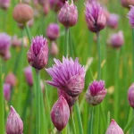 Schnittlauch Blüten