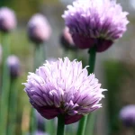 Schnittlauch Pflanze – Bild 2