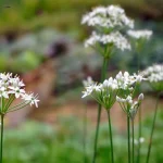 Schnittknoblauch Blüten