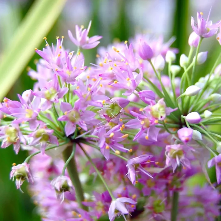 Nickender Lauch Blüte