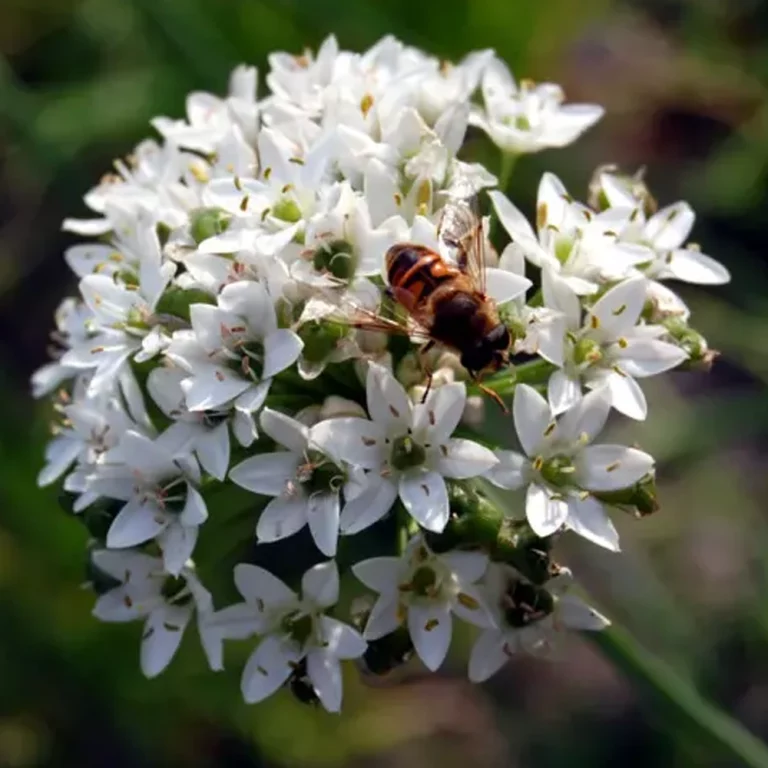 Chinesischer Lauch Blüte