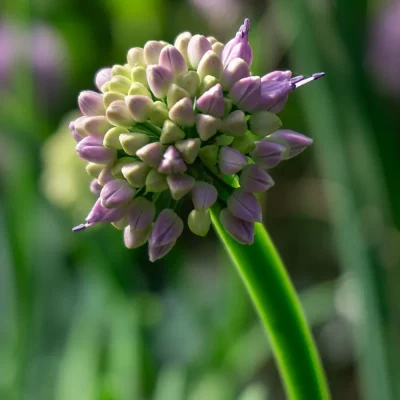 Ausdauernder Lauch Blüte