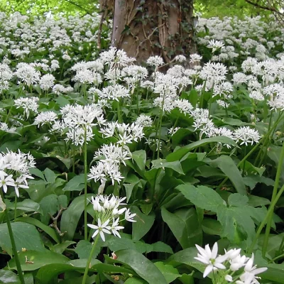 Bärlauch im Wald