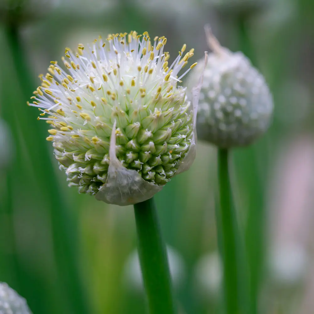 Altai-Lauch Blüte