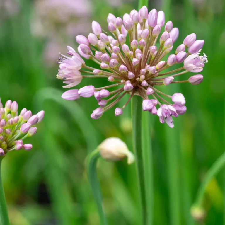 Kanadischer Wildlauch