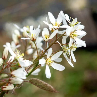 Kupfer-Felsenbirne Blüten
