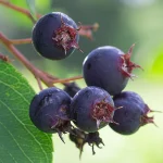 Kupferfelsenbirne Früchte