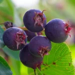 Kupfer-Felsenbirne Pflanze – Bild 2