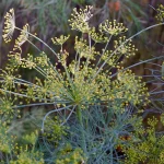 Dill