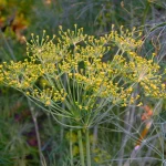 Dill Samen – Bild 2