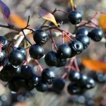 Aronia 'Nero' Pflanze – Bild 4