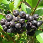 Aroniabeeren Nero