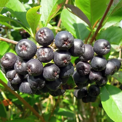 Aroniabeeren Nero