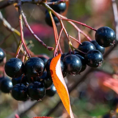 Aroniabeeren Huging