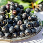 Kleine Wildobsthecke Pflanzenpaket