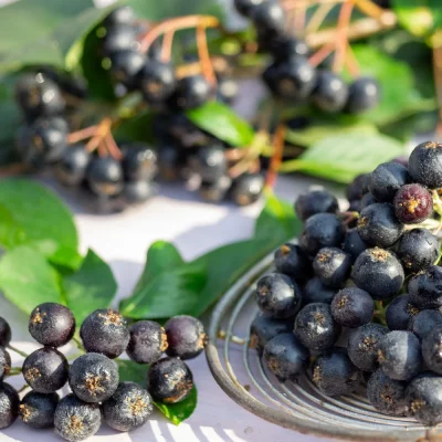 Aroniabeeren Aron