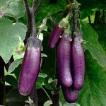 Aubergine Slim Jim Samen