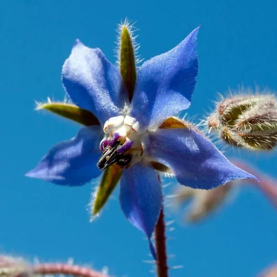 Borretsch Blüte