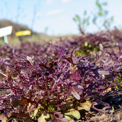 Blattsalat Red Frills