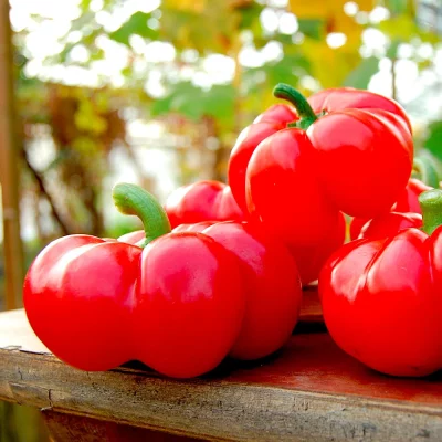 Paprika Topepo Rosso