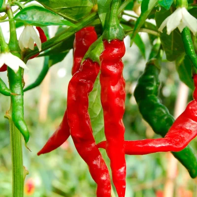 Cayenne Früchte