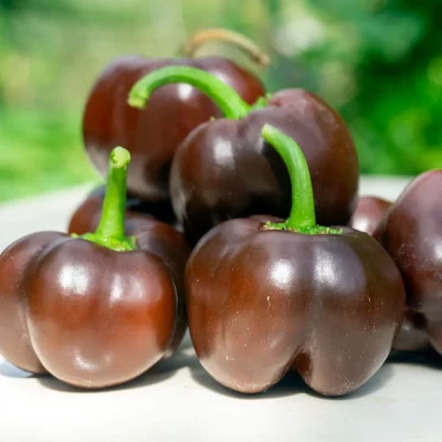 Paprika Miniature Chocolate