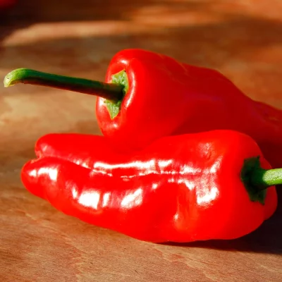 Pimientos de Padron früchte