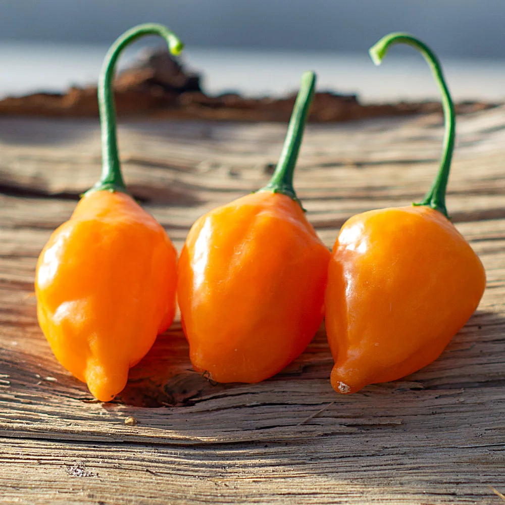 Aji Ecuadorian Orange Früchte