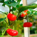 Chili Brazilian Pumpkin Samen