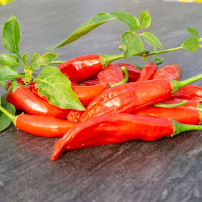 Chili Aji Huanuco Früchte