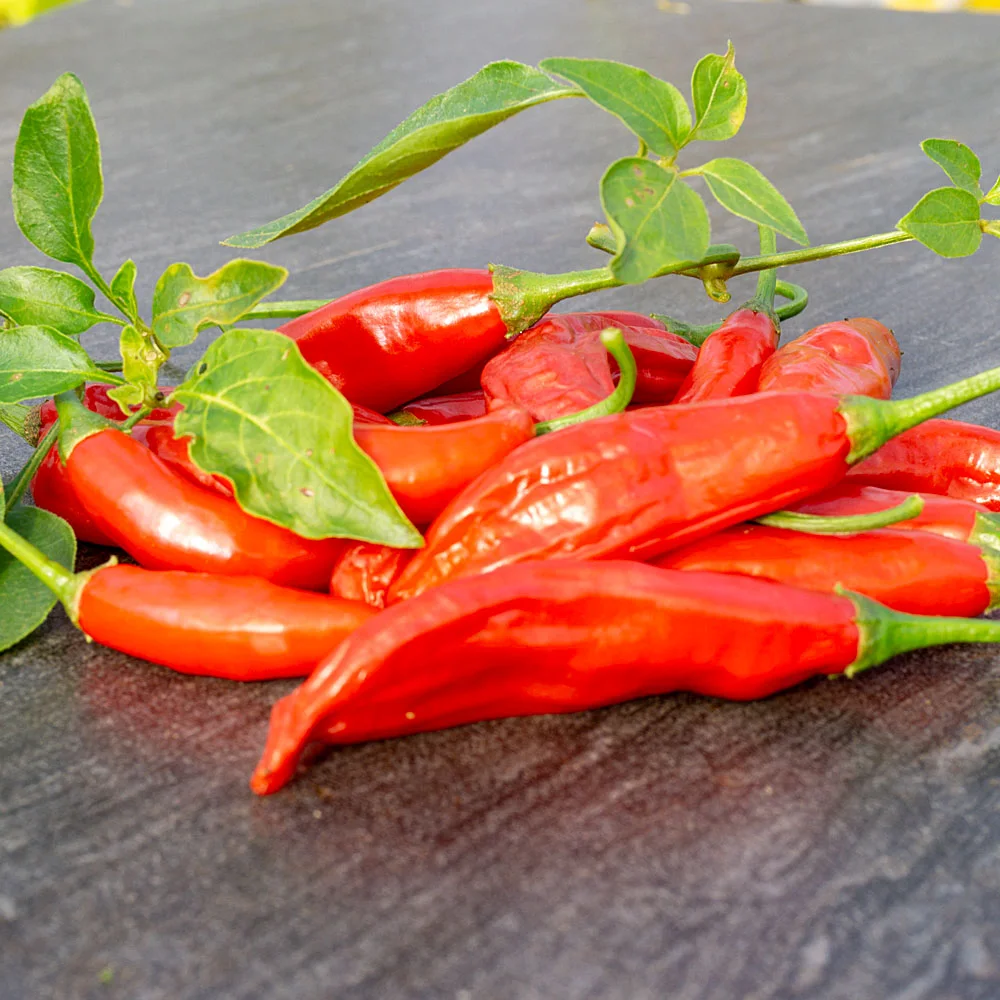 Chili Aji Huanuco Früchte