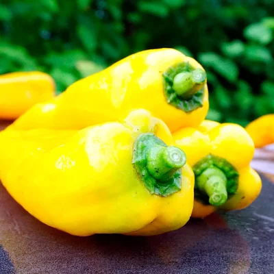 Paprika Golden Marconi