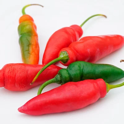 Rocoto Aji Largo Früchte