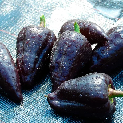 Paprika Sweet Chocolate