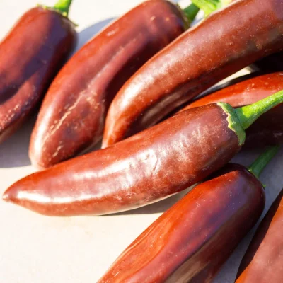 Brown Jalapeno Samen