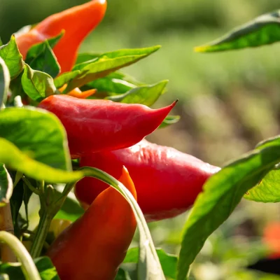 Paprika Roter Augsburger