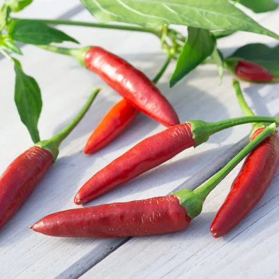 Chili Rotes Teufele Früchte
